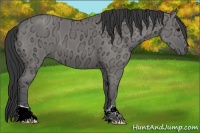 Horse Color:Grullo Ice 