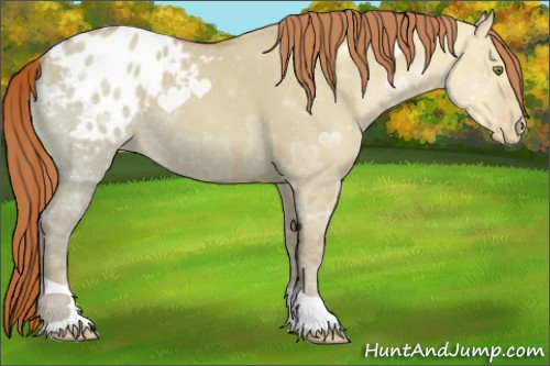 Horse Color:Gold Champagne Ice Dun Appaloosa 