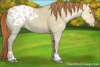 Horse Color:Gold Champagne Ice Dun Appaloosa 