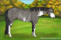 Horse Color:Grullo Sabino Rabicano