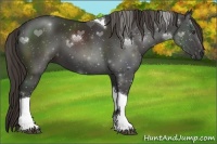 Horse Color:Liver Chestnut Sabino Tobiano 