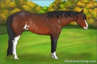 Horse Color:Brown Sabino Rabicano 