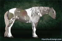 Horse Color:White Spotted Silver Black Tobiano Frame