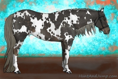 Horse Color:White Spotted Liver Chestnut 