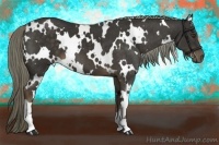 Horse Color:White Spotted Liver Chestnut