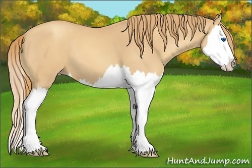 Horse Color:Gold Champagne Splash 