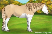 Horse Color:Gold Champagne Splash