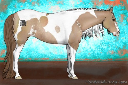 Horse Color:Black Pearl Sabino Tobiano Rabicano