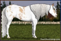 Horse Color:Silver Brown Pearl Sabino 