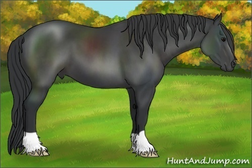 Horse Color:Black 