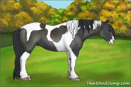 Horse Color:Black Sabino Tobiano 