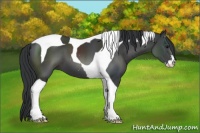 Horse Color:Black Sabino Tobiano 