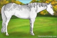Horse Color:White Spotted Silver Grullo Chinchilla Splash 