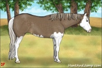 Horse Color:Liver Red Dun Splash