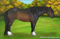 Horse Color:Brown 
