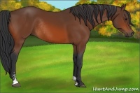 Horse Color:Bay Sabino Rabicano
