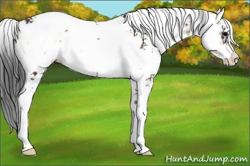 Horse Color:Brown Onyx Sabino Rabicano 