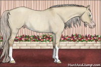 Horse Color:Gray Silver Classic Cream Champagne Roan Dun Sabino Rabicano 