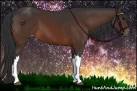 Horse Color:Brown Appaloosa 