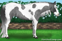 Horse Color:Blue Roan Splash Tobiano Appaloosa 