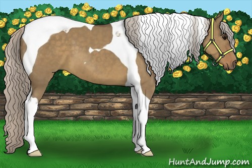 Horse Color:Silver Grullo Tobiano 