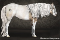 Horse Color:White Spotted Silver Black Pearl Sabino Rabicano