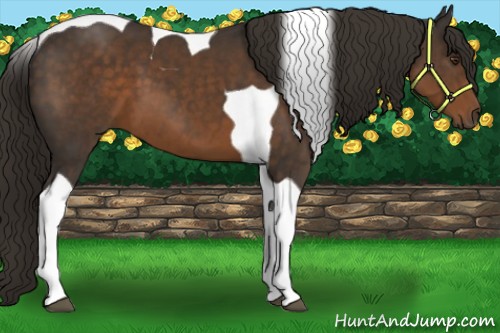 Horse Color:Liver Chestnut Tobiano 
