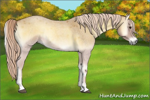 Horse Color:Palomino Roan Onyx Sabino Rabicano 