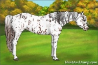 Horse Color:Brown Near Leopard  and Brown Near Leopard Rabicano 
