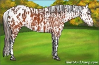 Horse Color:Brown Appaloosa  and Brown Appaloosa 