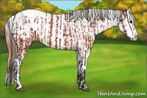 Horse Color:Brown Appaloosa  and Sable Champagne Appaloosa 