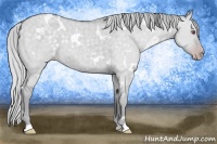 Horse Color:White Spotted Silver Classic Cream Champagne Chinchilla Dun 