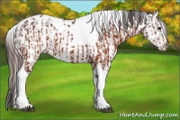 Horse Color:Brown Tobiano Appaloosa  and White Spotted Brown Appaloosa 