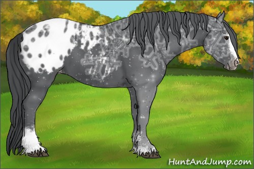 Horse Color:Black Chinchilla Ice Sabino Appaloosa 