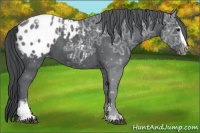 Horse Color:Black Chinchilla Ice Sabino Appaloosa
