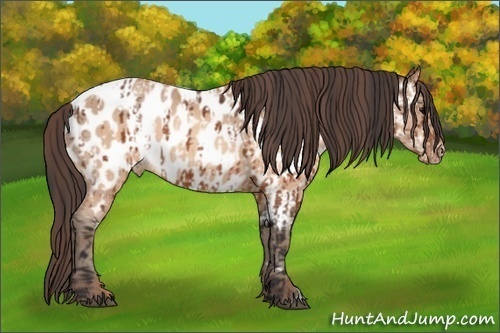 Horse Color:Brown Appaloosa and Sable Champagne Appaloosa
