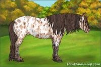 Horse Color:Brown Appaloosa  and Sable Champagne Appaloosa 