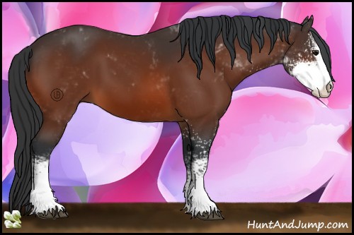 Horse Color:Bay Sabino 