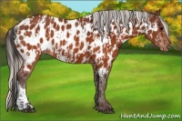 Horse Color:Brown Appaloosa and Silver Brown Appaloosa