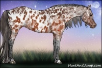 Horse Color:Brown Roan Appaloosa  and Brown Appaloosa 