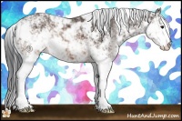 Horse Color:Brown Sabino 