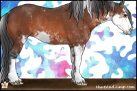 Horse Color:Bay Sabino Rabicano