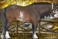 Horse Color:Brown Sabino 