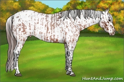 Horse Color:Brown Roan Appaloosa  and Brown Roan Frame Appaloosa 