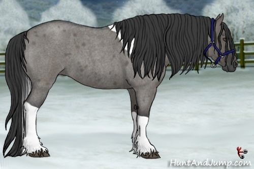 Horse Color:Grullo Roan Tobiano