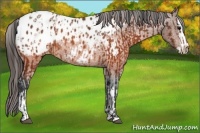 Horse Color:Brown Appaloosa and Brown Splash Appaloosa