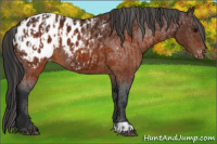 Horse Color:Brown Appaloosa and Gray Brown Appaloosa
