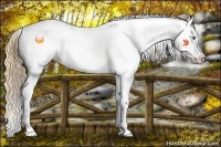 Horse Color:Gold Champagne Roan Dun Splash Tobiano Frame Appaloosa Rabicano 