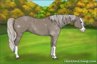Horse Color:Silver Grullo Sabino Splash 