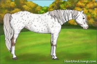 Horse Color:Silver Grullo Sabino Splash Appaloosa 